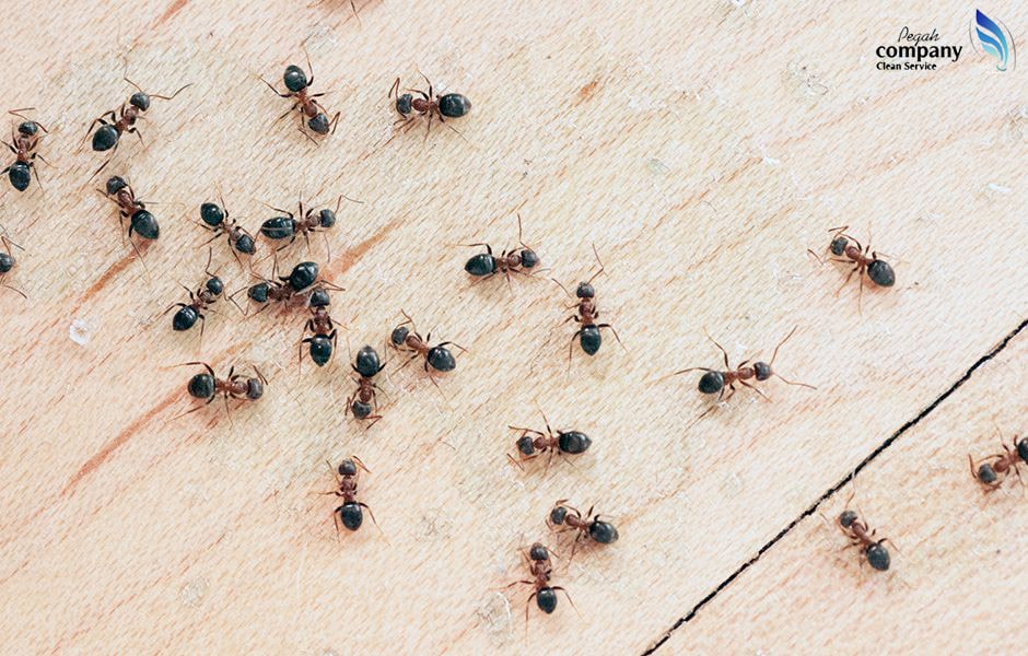 سمپاشی مورچه در خانه