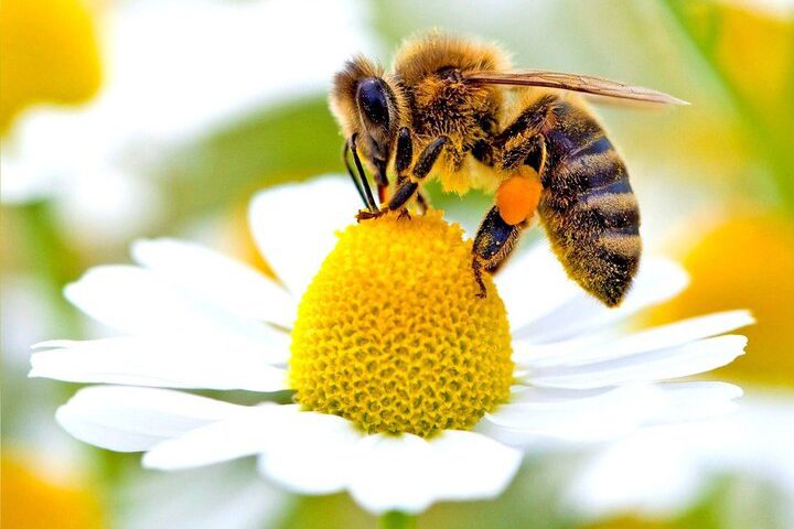 سم پاشی زنبور