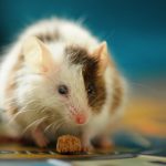 راهکارهایی برای کنترل موش‌ها در محیط کار و خانه
